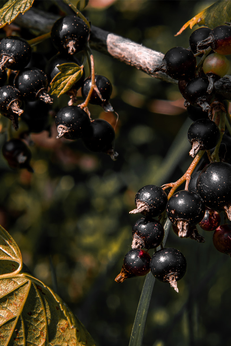 Cabernet Sauvignon, Saperavi, Rara Neagră